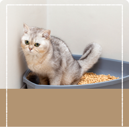 気になるトイレの匂い