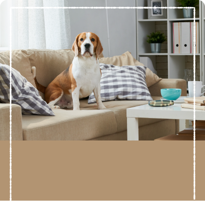 お家にただようペット臭