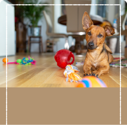 おもちゃに付いたペットの匂い