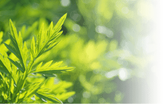 point03 抗炎症作用